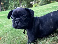 Dolly, a female French Bulldog for sale in Fuquay Varina, NC – 9 of 10