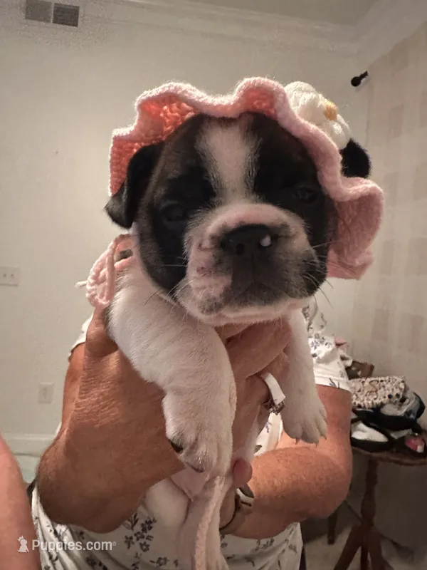 Piper – French Bulldog puppy for sale in Fuquay Varina, NC