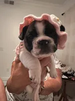 Piper, a female French Bulldog for sale in Fuquay Varina, NC – 1 of 4