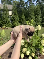 Norman, a male French Bulldog for sale in Fuquay Varina, NC – 6 of 10