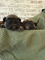 Maxi, a female French Bulldog for sale in Fuquay Varina, NC – 6 of 9