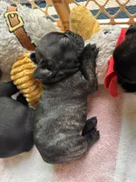 Hank, a male French Bulldog for sale in Fuquay Varina, NC – 5 of 10
