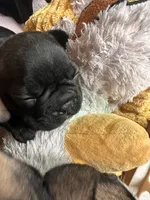 Hank, a male French Bulldog for sale in Fuquay Varina, NC – 9 of 10