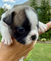 Piper, a female French Bulldog for sale in Fuquay Varina, NC – 2 of 10