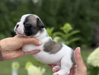 Piper, a female French Bulldog for sale in Fuquay Varina, NC – 3 of 10