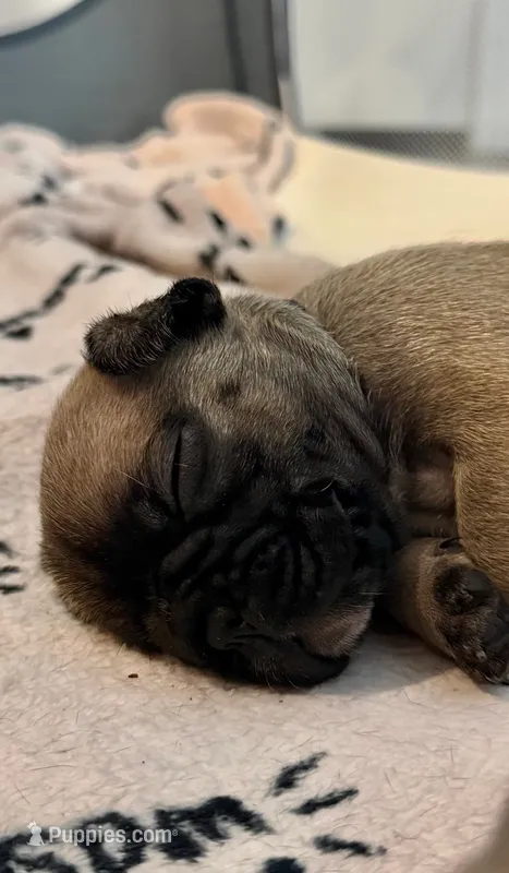 Norman – French Bulldog puppy for sale in Fuquay Varina, NC