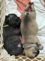 Norman, a male French Bulldog for sale in Fuquay Varina, NC – 8 of 10