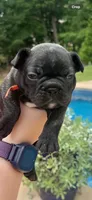 Hank, a male French Bulldog for sale in Fuquay Varina, NC – 2 of 10