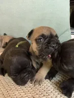 Norman, a male French Bulldog for sale in Fuquay Varina, NC – 9 of 10