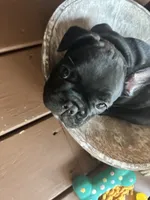 Dolly, a female French Bulldog for sale in Fuquay Varina, NC – 8 of 10