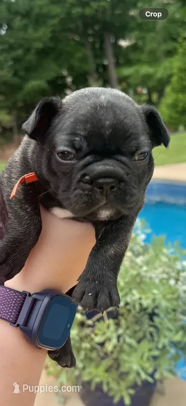 Hank – French Bulldog puppy for sale in Fuquay Varina, NC