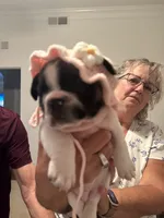Piper, a female French Bulldog for sale in Fuquay Varina, NC – 2 of 4