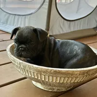 Dolly, a female French Bulldog for sale in Fuquay Varina, NC – 2 of 10