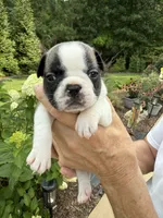 Piper, a female French Bulldog for sale in Fuquay Varina, NC – 4 of 10