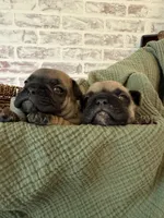 Maxi, a female French Bulldog for sale in Fuquay Varina, NC – 3 of 9