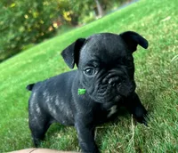 Dolly, a female French Bulldog for sale in Fuquay Varina, NC – 3 of 10