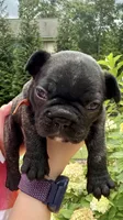 Hank, a male French Bulldog for sale in Fuquay Varina, NC – 7 of 10