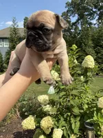 Norman, a male French Bulldog for sale in Fuquay Varina, NC – 10 of 10