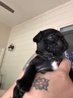 Hank, a male French Bulldog for sale in Fuquay Varina, NC – 8 of 10