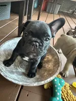 Dolly, a female French Bulldog for sale in Fuquay Varina, NC – 7 of 10