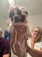 Piper, a female French Bulldog for sale in Fuquay Varina, NC – 4 of 4