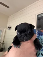 Hank, a male French Bulldog for sale in Fuquay Varina, NC – 4 of 10