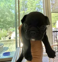 Hank, a male French Bulldog for sale in Fuquay Varina, NC – 10 of 10