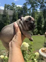 Maxi, a female French Bulldog for sale in Fuquay Varina, NC – 7 of 9