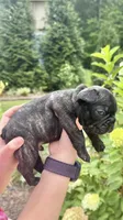 Hank, a male French Bulldog for sale in Fuquay Varina, NC – 8 of 10