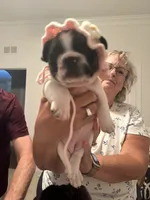 Piper, a female French Bulldog for sale in Fuquay Varina, NC – 3 of 4