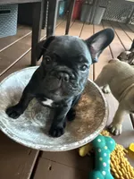 Dolly, a female French Bulldog for sale in Fuquay Varina, NC – 10 of 10