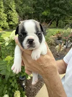 Piper, a female French Bulldog for sale in Fuquay Varina, NC – 8 of 10