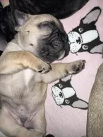 Norman, a male French Bulldog for sale in Fuquay Varina, NC – 3 of 10