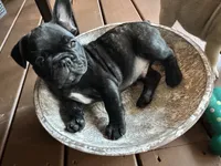 Dolly, a female French Bulldog for sale in Fuquay Varina, NC – 6 of 10