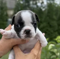 Piper, a female French Bulldog for sale in Fuquay Varina, NC – 7 of 10