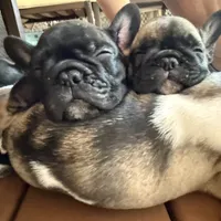 Dolly, a female French Bulldog for sale in Fuquay Varina, NC – 4 of 10