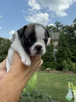 Piper, a female French Bulldog for sale in Fuquay Varina, NC – 9 of 10