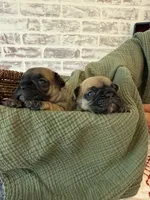 Maxi, a female French Bulldog for sale in Fuquay Varina, NC – 9 of 9