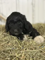 Aussiedoodle, a female Aussiedoodle for sale in Tinley Park, IL – 4 of 7