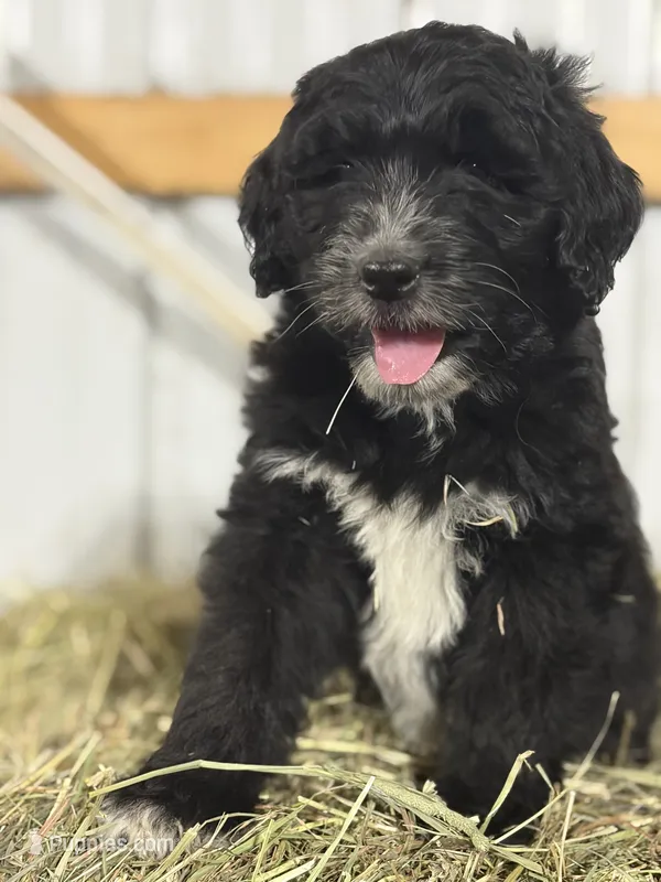 Aussiedoodle – Aussiedoodle puppy for sale in Tinley Park, IL