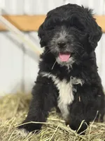 Aussiedoodle, a female Aussiedoodle for sale in Tinley Park, IL – 1 of 7