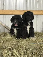 Aussiedoodle, a female Aussiedoodle for sale in Tinley Park, IL – 5 of 7