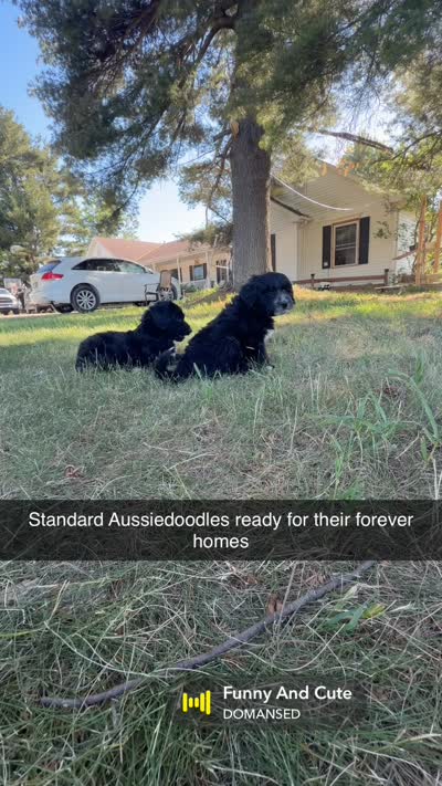 Aussiedoodle, a female Aussiedoodle for sale in Tinley Park, IL – 3 of 7
