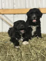 Aussiedoodle, a female Aussiedoodle for sale in Tinley Park, IL – 2 of 7