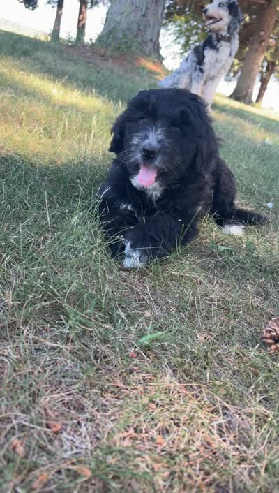 Aussiedoodle, a female Aussiedoodle for sale in Tinley Park, IL – 7 of 7