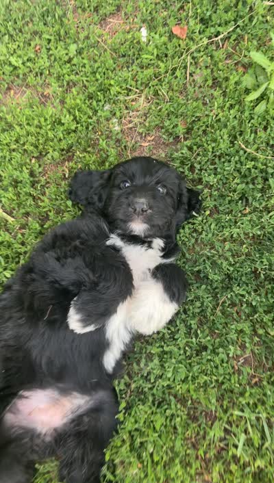 Aussiedoodle, a female Aussiedoodle for sale in Tinley Park, IL – 6 of 7