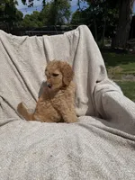Big Blue, a male Goldendoodle for sale in Stockton, CA – Photo 4 of 4