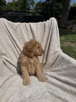 Big Blue, a male Goldendoodle for sale in Stockton, CA – Photo 3 of 4
