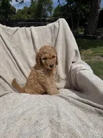 Big Blue, a male Goldendoodle for sale in Stockton, CA – Photo 2 of 4