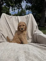 Big Blue, a male Goldendoodle for sale in Stockton, CA – Photo 1 of 4